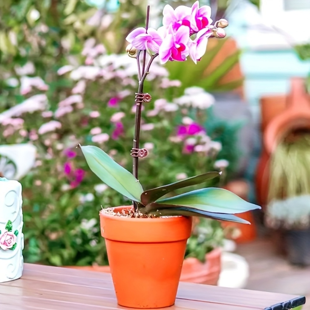 100 Pieces of Orchid and Vine  - Indoor Herb Garden recension och pris