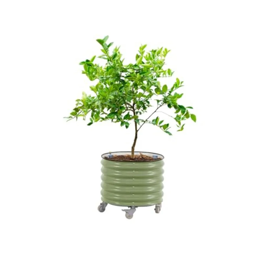 Rolling Citrus Tree Planter Ge - Self Watering Planter recension och pris