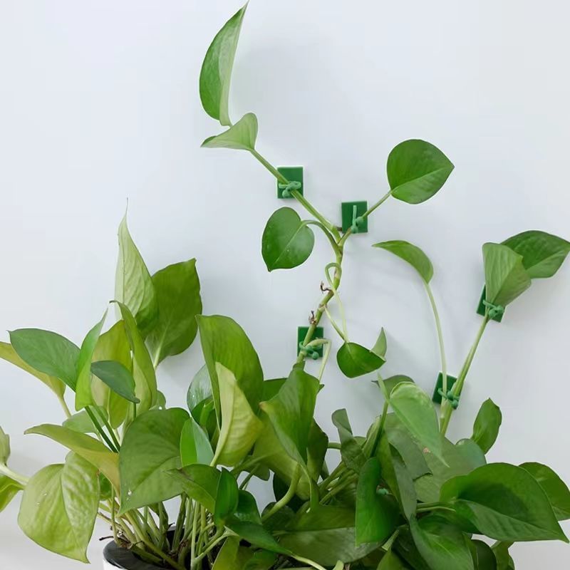 Self‑Adhesive Plant Climbing W - Indoor Herb Garden recension och pris
