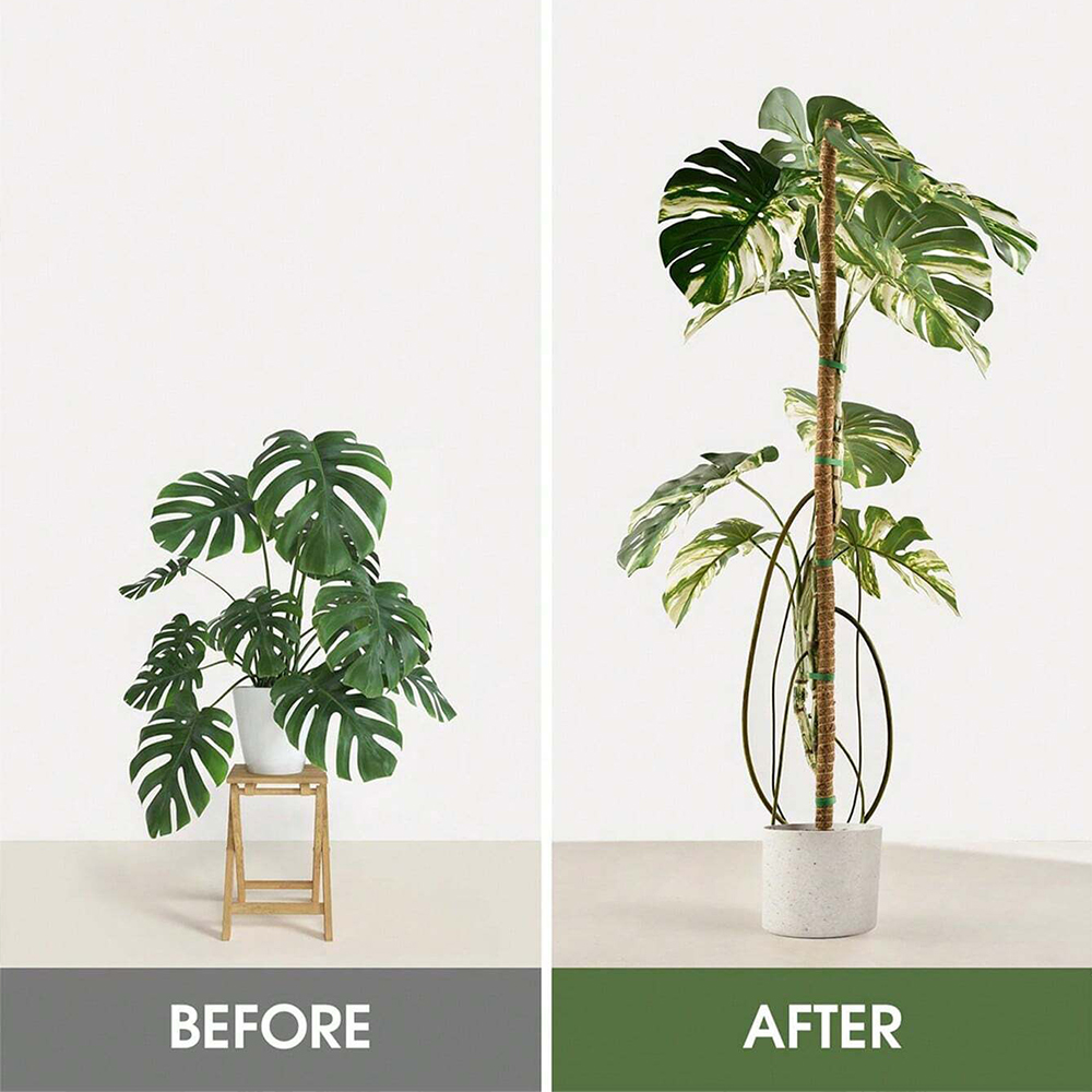 Moss Pole for Plants Monstera  - Indoor Herb Garden recension och pris