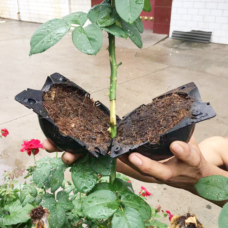 Plant Rooting Ball Propagation - Seed Starter Tray recension och pris